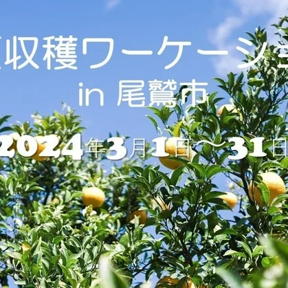 (終了しました)【3/1~3/31】甘夏収穫ワーケーションin尾鷲市 参加者募集中です!