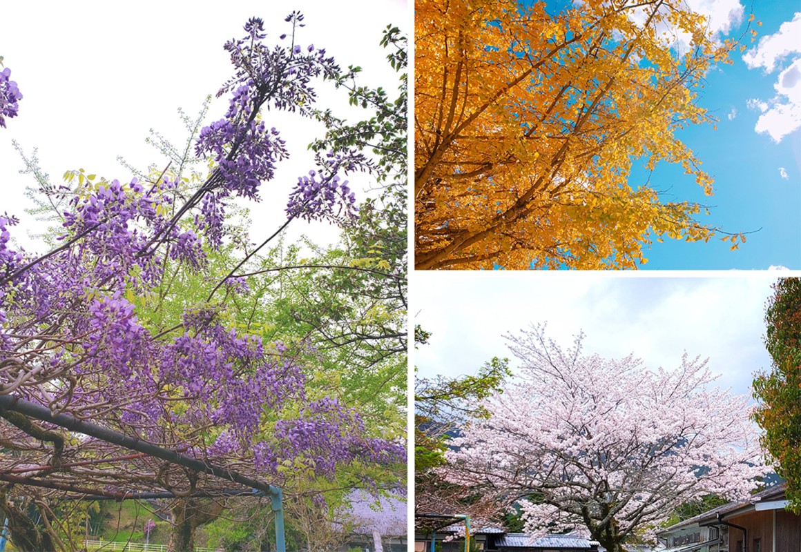 敷地内には季節を告げる植物が♪